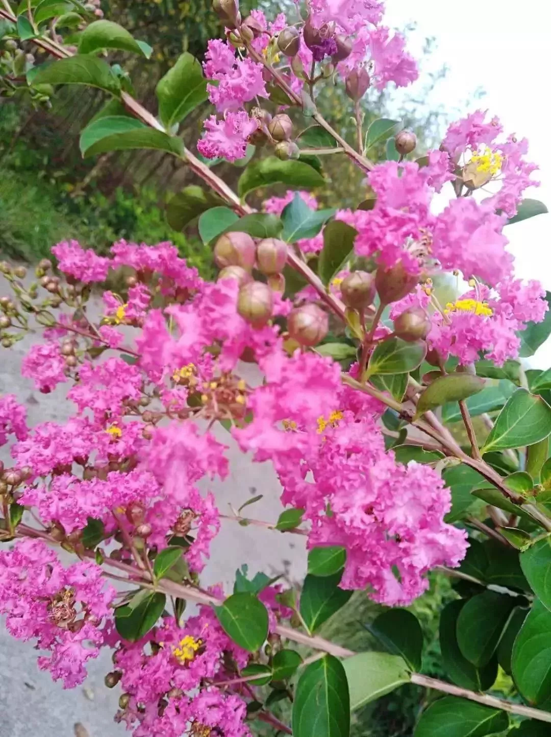 秋冬赏花好去处 2018年四川省第三十二期花卉观赏推荐