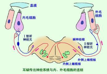 戴耳机听歌的危害,你都了解吗(二)