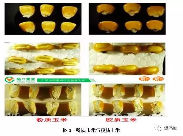 新陈玉米烘干风干玉米粉质胶质玉米有哪些优缺点您选对玉米了吗