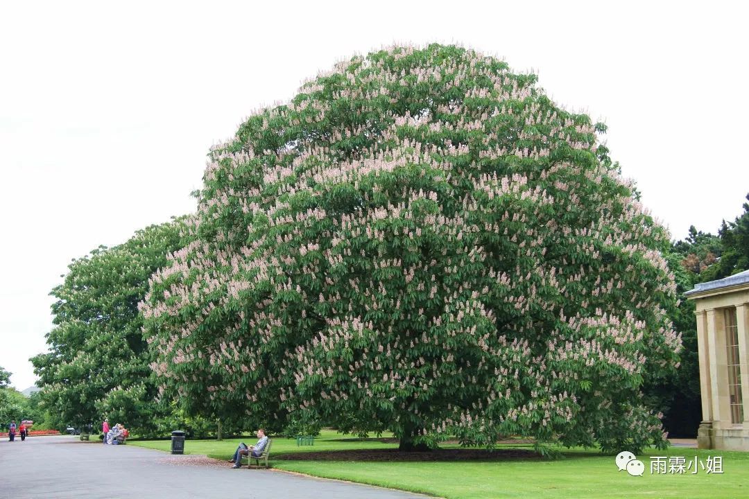 ▼意大利五针松,1846年鹅掌楸有个相当美的英文名字,叫tulip tree