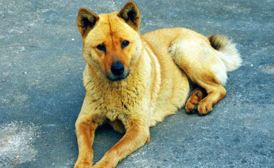 黄犬鸣冤(民间故事)