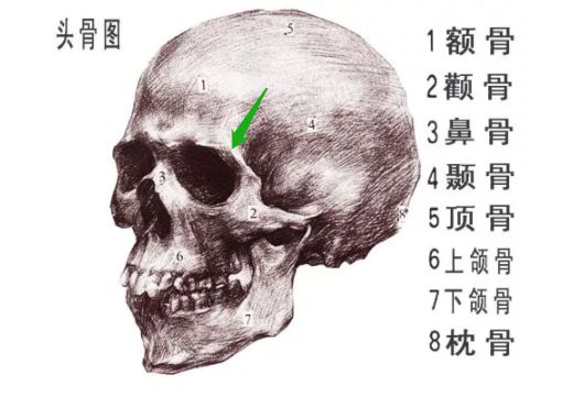 白色虚线是隐藏在软组织下的骨骼空位,虽然氧叔画的不完美,但可以明显