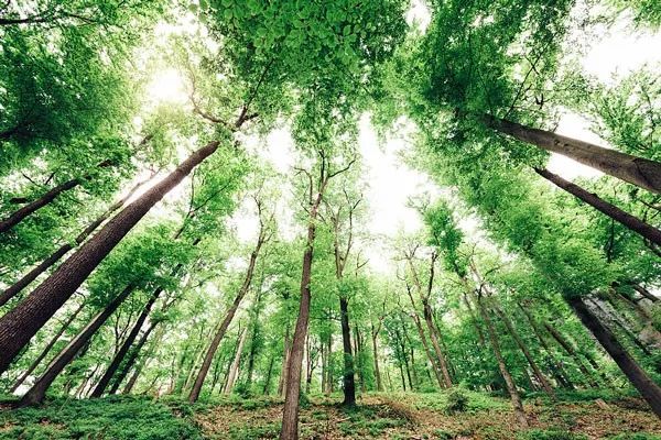 以河南为例,受河南省创建国家森林城市和国家储备林,木本油料,特色