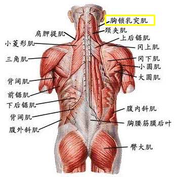 这里要重点说下胸锁乳突肌.