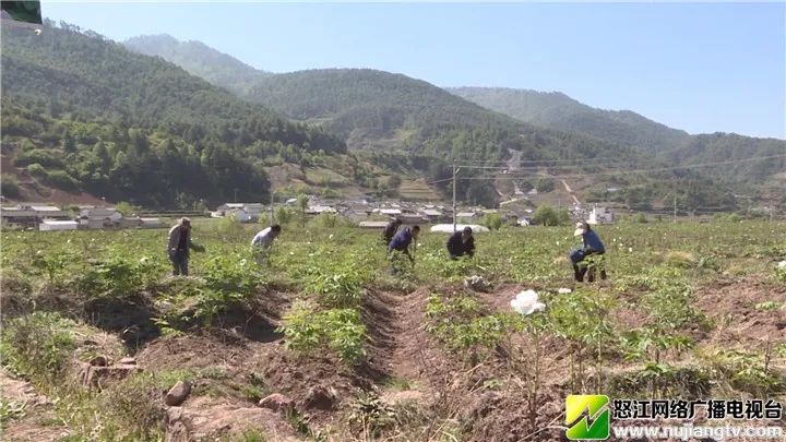 兰坪县金顶镇:坚持做到了脱真贫,真脱贫,奔小康