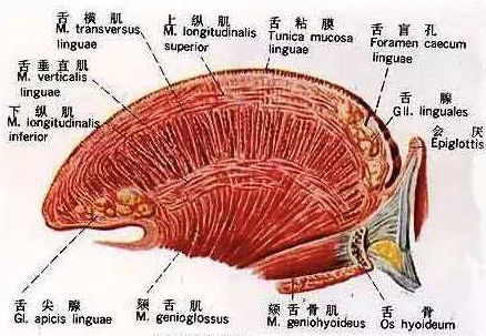 很笔直没问题,所有骨骼,肌肉之间都维持着杠杆平衡,舌头轻松顶住上颚