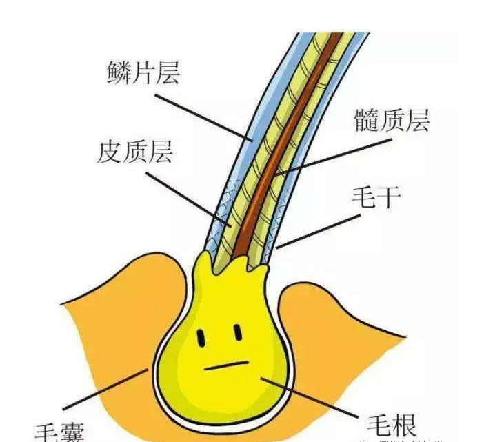 植发须知|如何解决毛囊永久闭合问题?