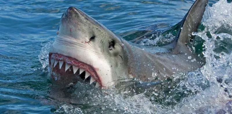 巨齒鯊——絕命巨鯊恐慌來襲 娛樂 第1張