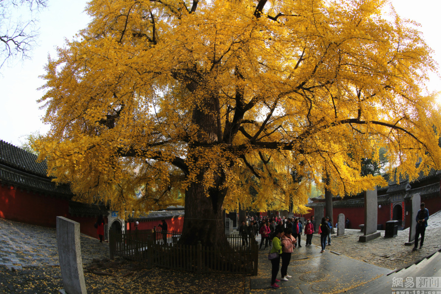 千年古刹少林寺,观赏银杏正当时_银杏树