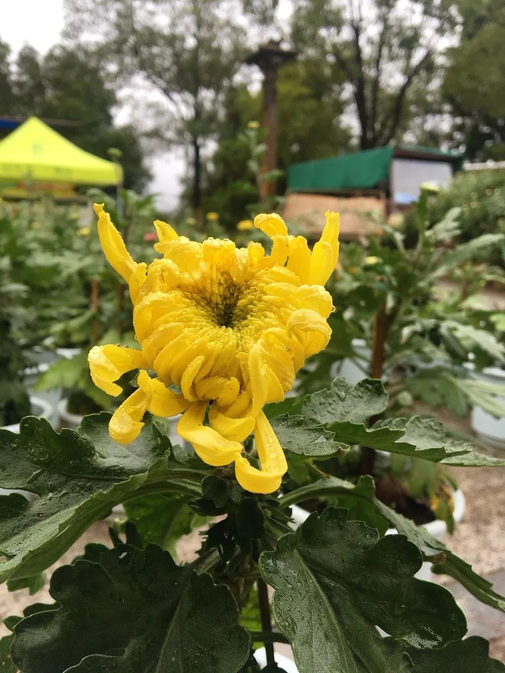 一年一度,绵阳菊花展将开幕,曝光最新现场照,千万秋菊