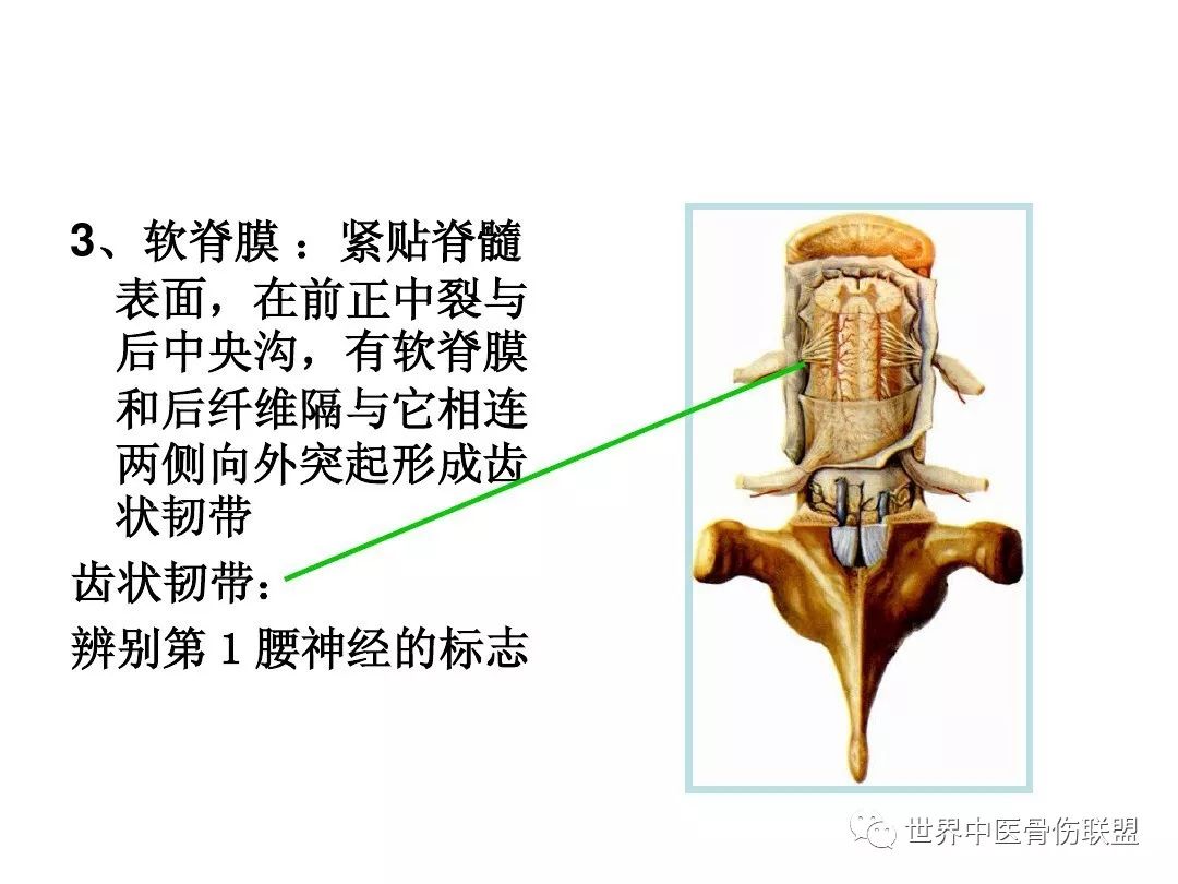 腰椎的解剖及腰部的层次解剖