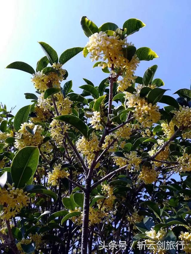 老人在向记者介绍她家里百年桂花树的历史.