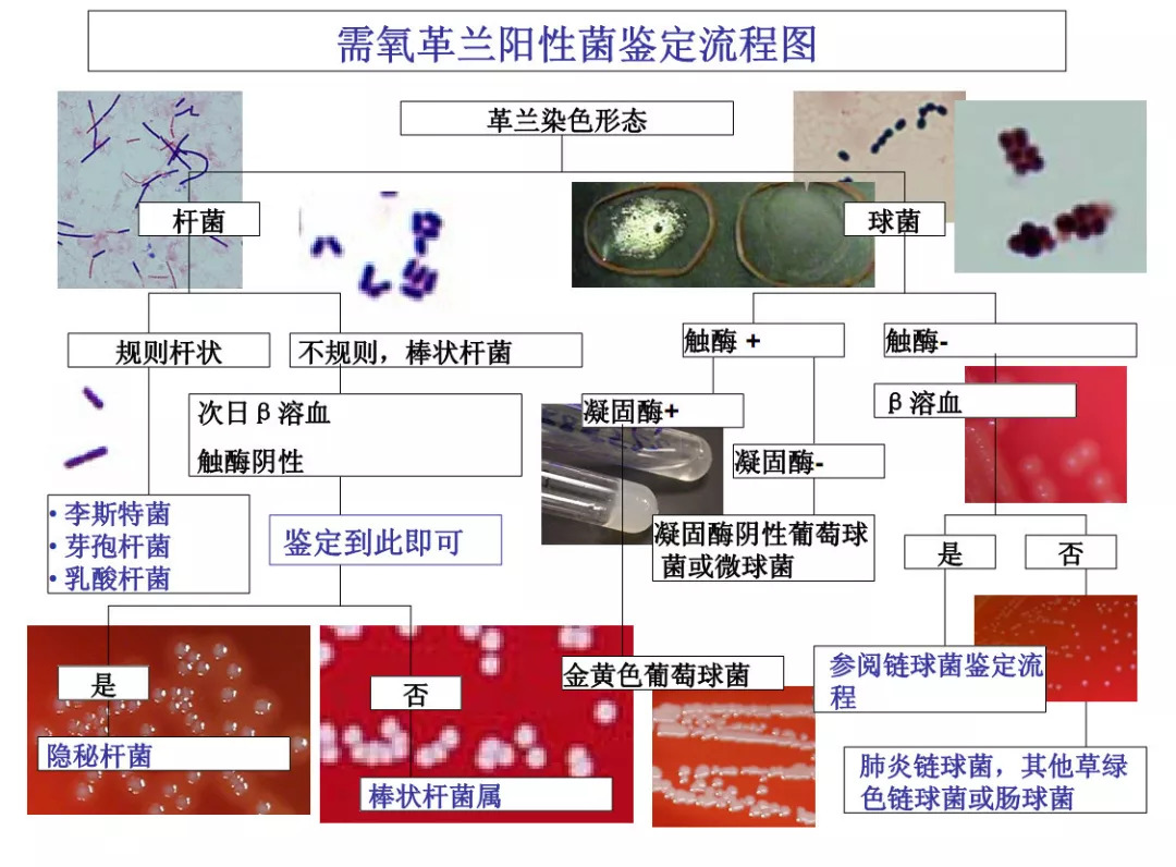 部分细菌的鉴定流程图,值得收藏!