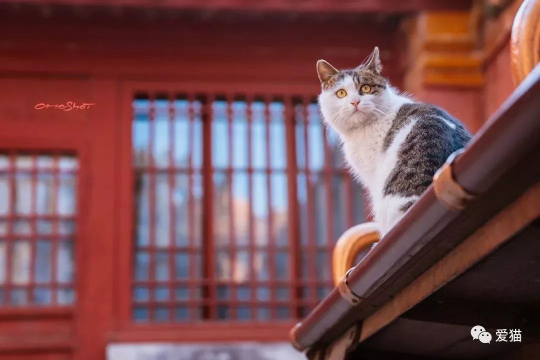 请不要给故宫猫投喂人食品谢谢