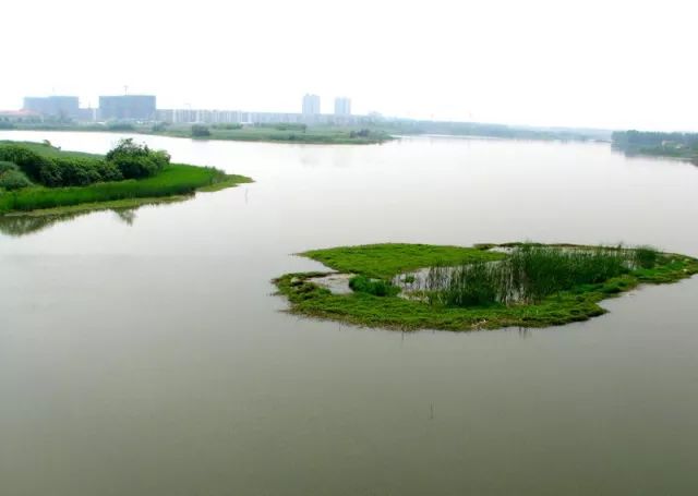 【回望镜湖】芜湖印象——鸠鸟引凤,"凤鸣"凤鸣湖