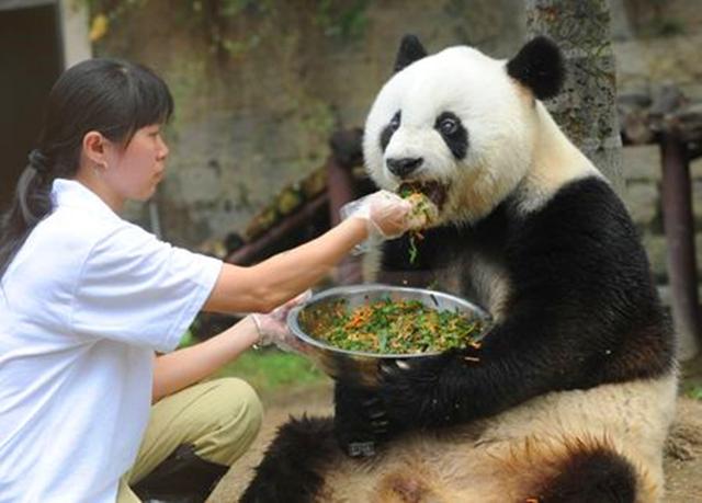 活龙 熊猫与早期传奇 他的传说戛然而止 鸟山明去世