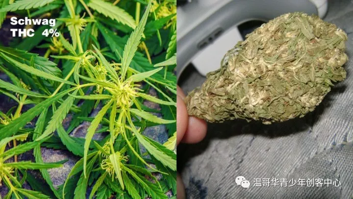 大麻合法第一天中国女留学生险遭吸大麻过量黑人强行入室