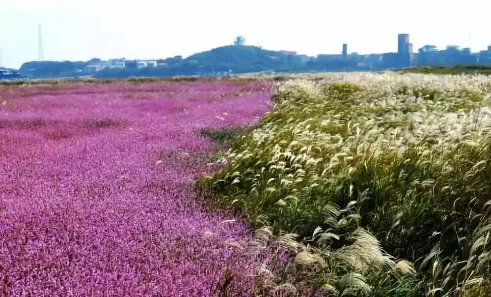 一起约吗湖口这里的蓼子花美炸了花海草海两色奇观免费赏