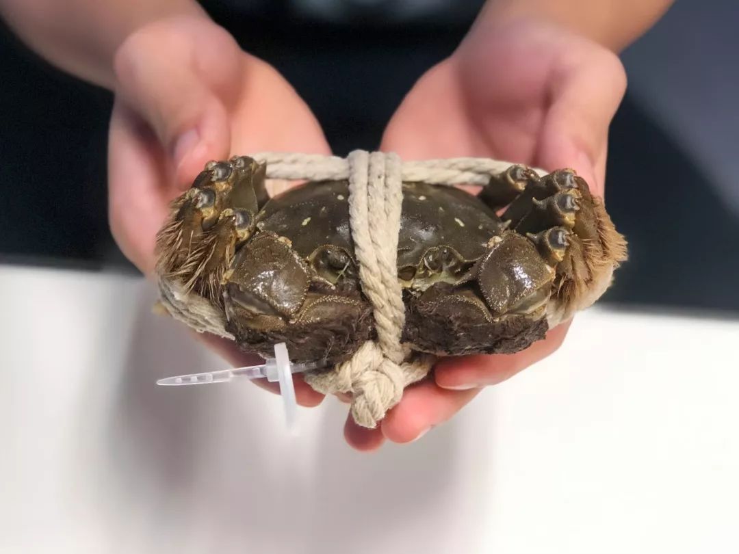 真蟹实料阳澄湖大闸蟹开箱测评