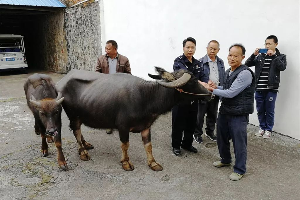 三江乡丢失的牛顺利找回!恭城警方犹如天降神兵!