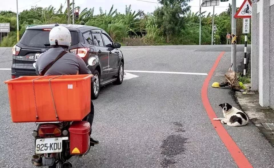 拾荒老人摔傷住院，狗狗雨夜在原地守著車子：主人，我等你... 萌寵 第5張