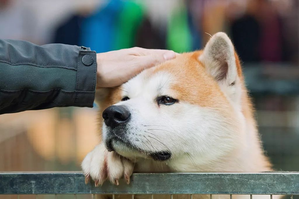 深度丨这个秋田犬闻名的小城 日本私藏的小众旅行地 一年四季 美到犯规 田泽湖