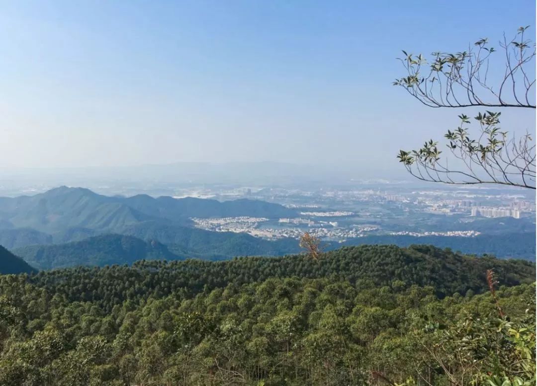 余6位1021吃鸡之旅探访高明茶山徒步品走地鸡