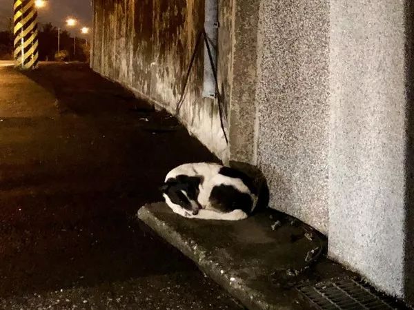 拾荒老人摔傷住院，狗狗雨夜在原地守著車子：主人，我等你... 萌寵 第3張