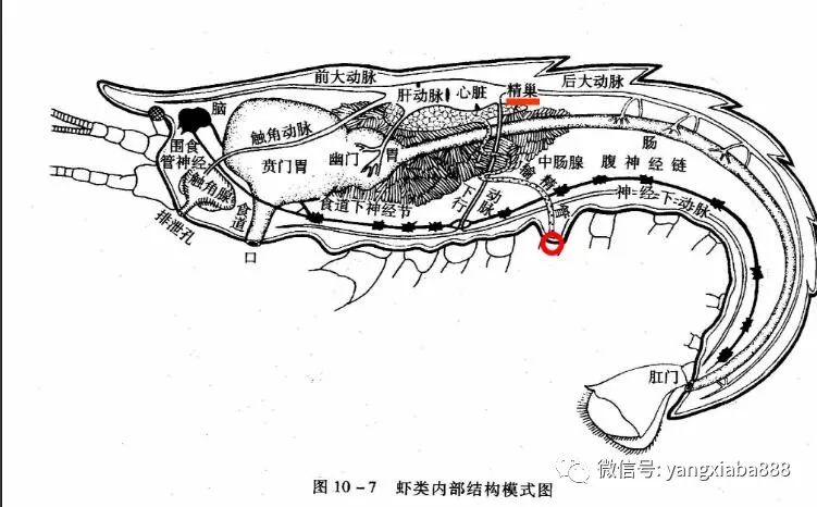 高清图解:对虾的内部构造!养虾人请收藏.