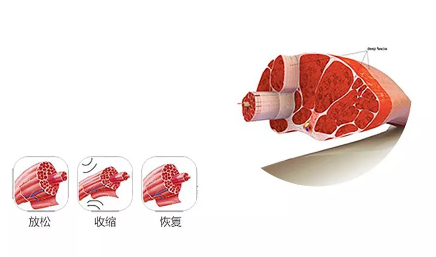 所以,让筋膜得以放松比放松肌肉更重要