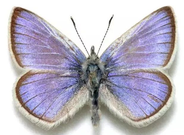 xerces blue butterfly 的蝴蝶——第一种已知的因为人类活动灭绝的无