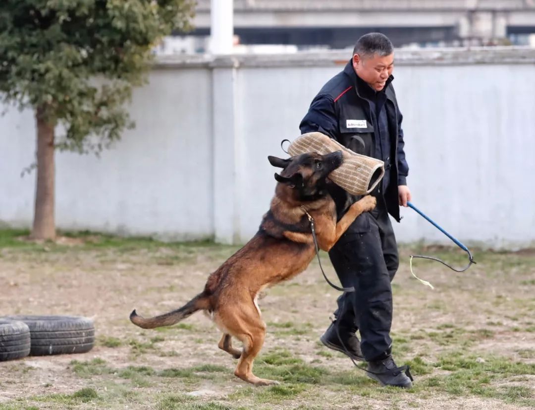 扑咬训练中的背包(马犬)