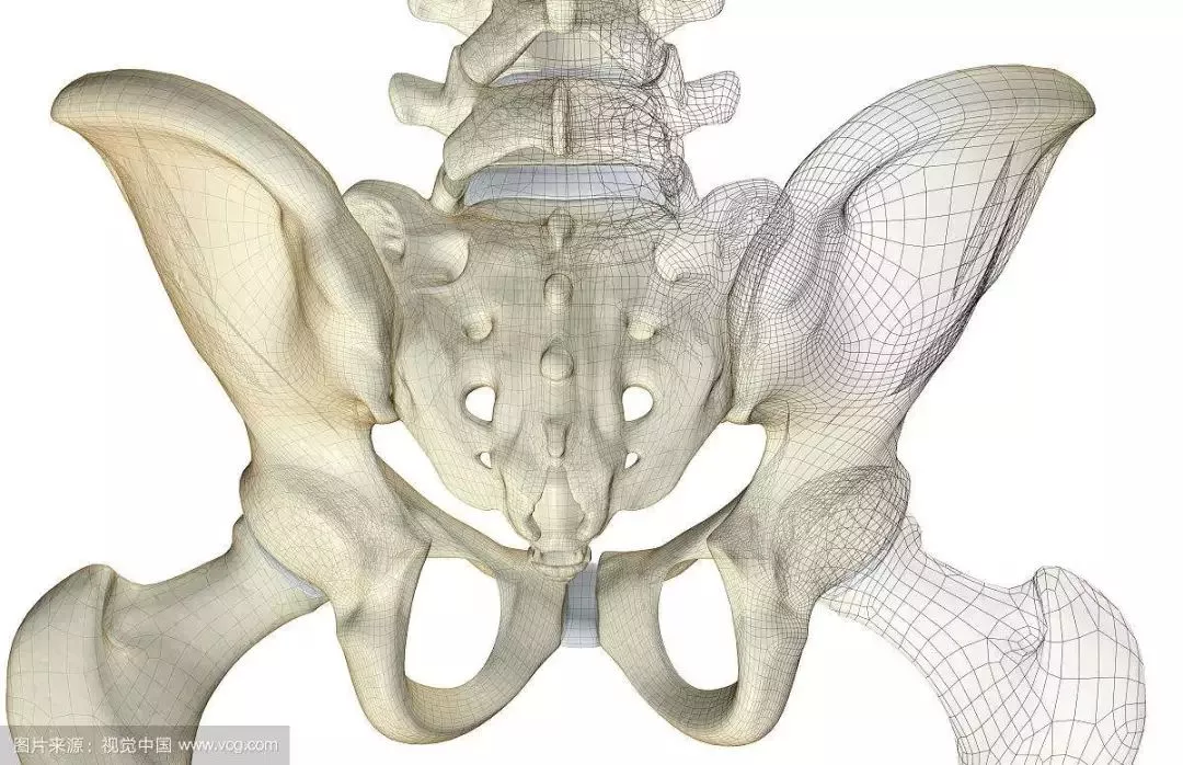 康知了骨盆前倾附解剖详图及康复方法