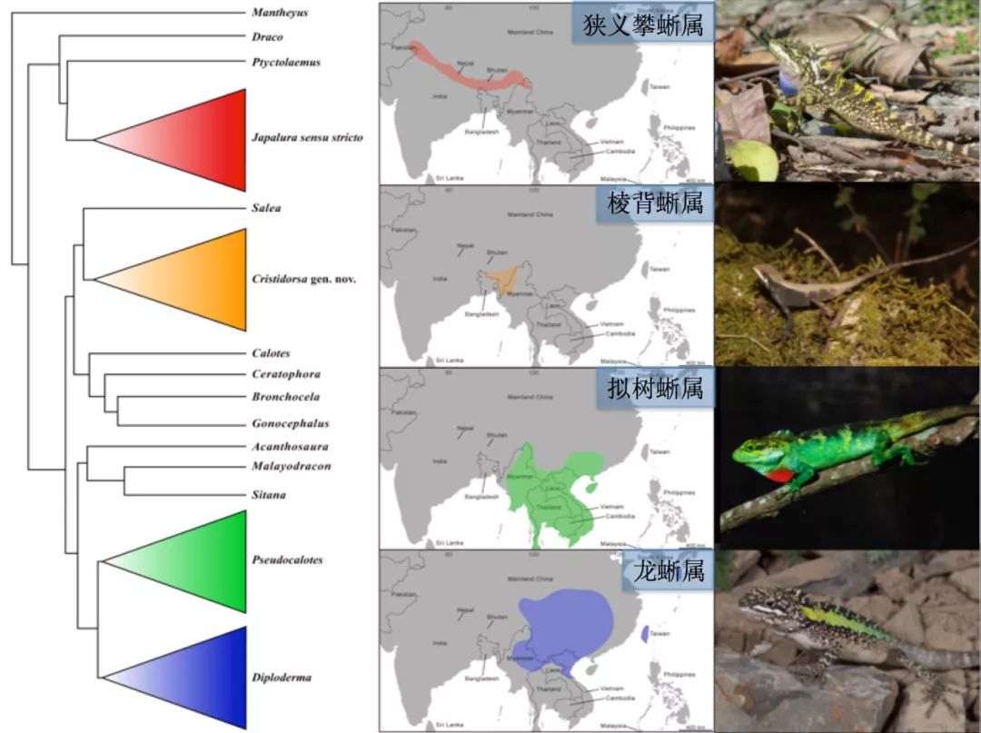 广义攀蜥属japalurasensulato系统学研究取得新进展