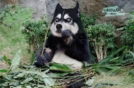 領養動物時，你會選擇它嗎 萌寵 第11張