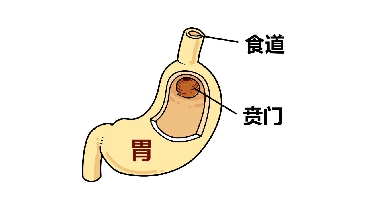 食物从口中进入,通过食道来到胃部,胃酸开始它的例行消化工作.