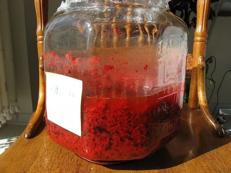 今天介绍的红曲霉(monascus)正是在制曲及发酵酿造中利用到的一类霉菌