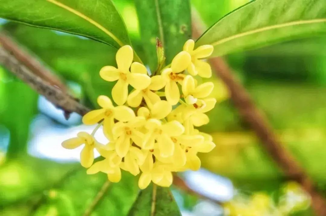 南京的秋天,就是要桂花味儿的!