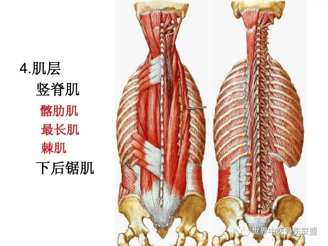 腰椎的解剖及腰部的层次解剖