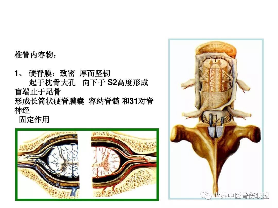 腰椎的解剖及腰部的层次解剖