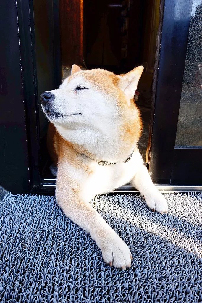 深度丨这个秋田犬闻名的小城 日本私藏的小众旅行地 一年四季 美到犯规 田泽湖