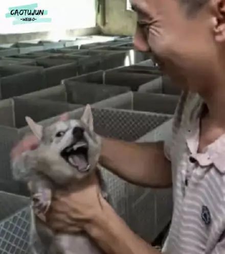 領養動物時，你會選擇它嗎 萌寵 第10張