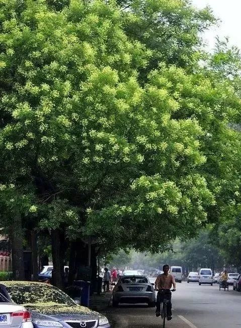 有一种树,叫北京城的树