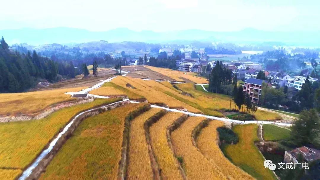 南田:晚稻喜获丰年今年是实施乡村振兴战略的开局之年.乡村兴,百业兴.