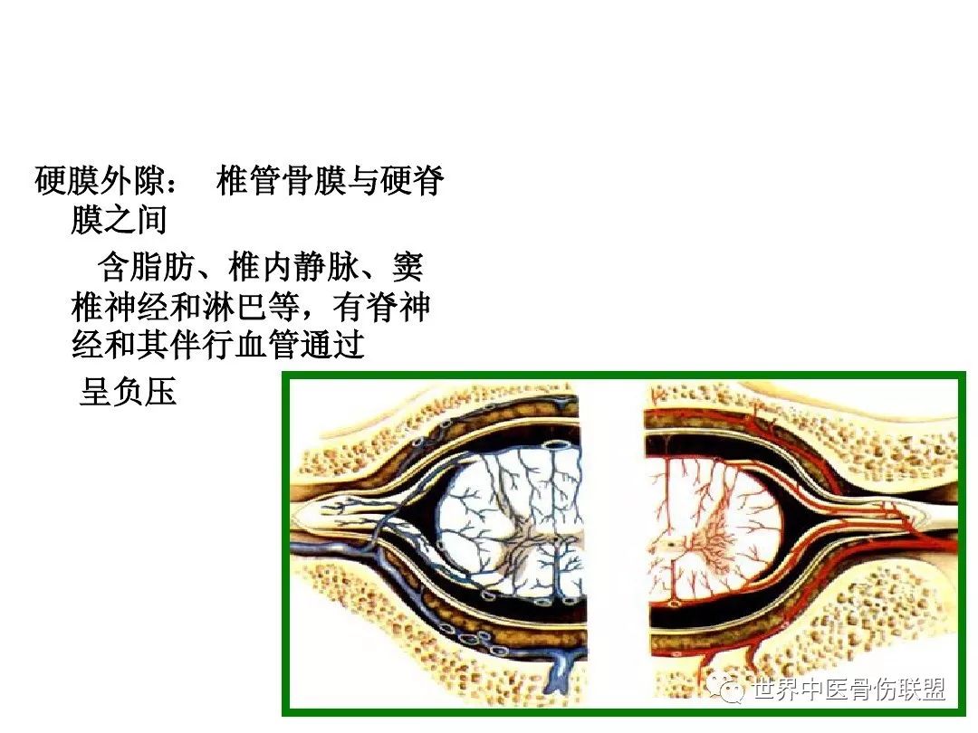 腰椎的解剖及腰部的层次解剖