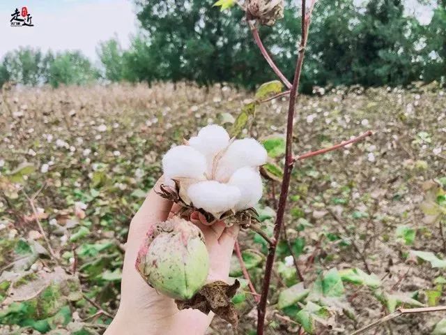 钟祥老家逐渐消失的记忆剥棉花