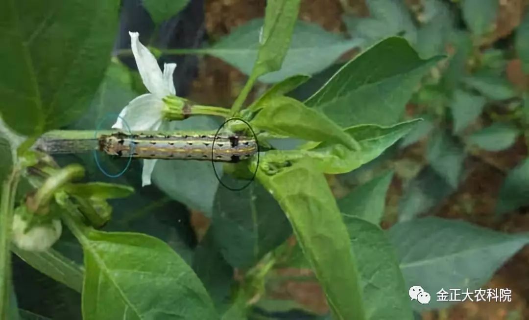 讲虫害辣椒虫害