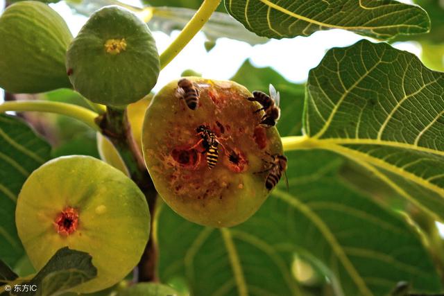 无花果明明会开花,为什么还叫无花果?自己栽棵无花果你就明白了