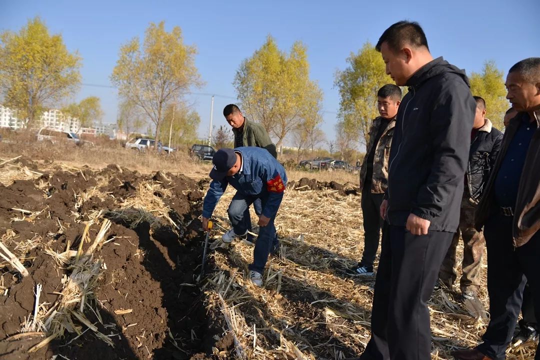 查哈阳农场稻花香管理区严把秋整地质量关