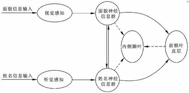 在有意识参与的信息加工处理过程中,原始的感觉神经信息群在新皮质中